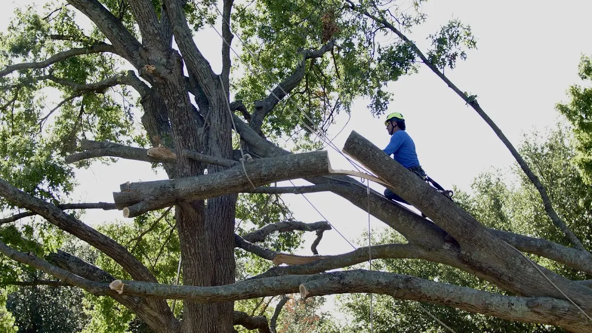 Professional Crown Thinning performed by certified arborists in Mattoon