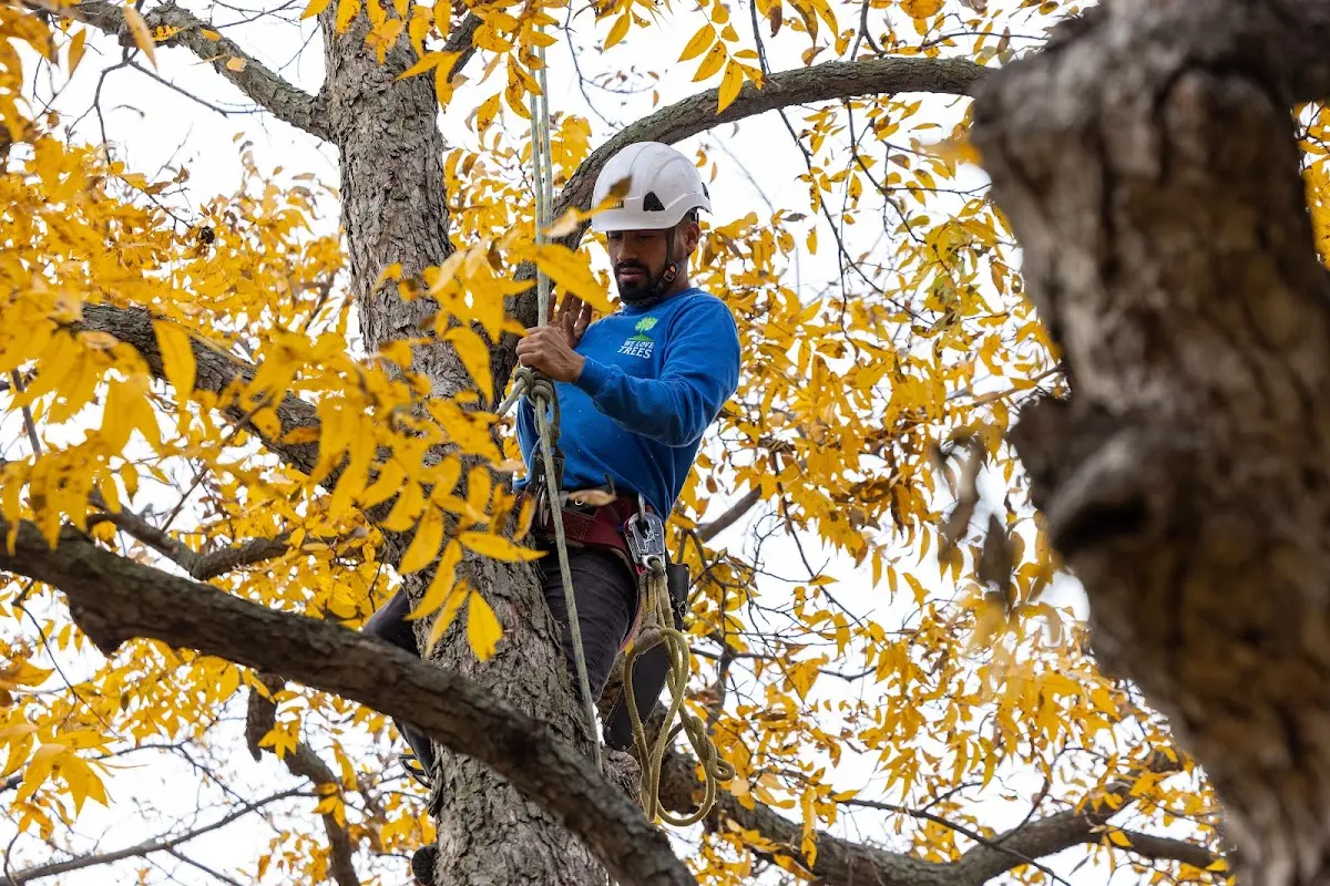 Skilled Tree Planing crew working in Mattoon